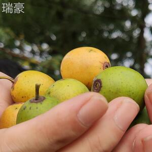 西野生南酸枣五鼻眼果nfn涕果孕妇新包鲜水果酸枣江糕顺丰邮现摘
