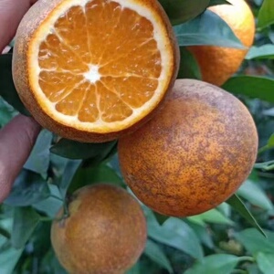 【黑柑橘子】黑柑橘子品牌,价格 - 阿里巴巴