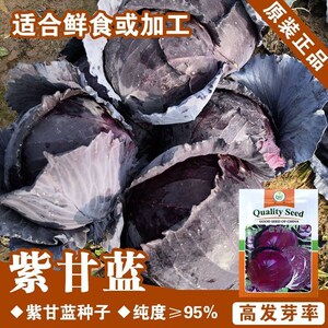 紫甘蓝种子紫色卷心菜洋白菜包菜种子春季庭院菜园蔬菜种包菜