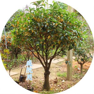 桂花树苗盆d栽植物四季桂浓香型丹桂八月金桂带花庭院室内花卉四