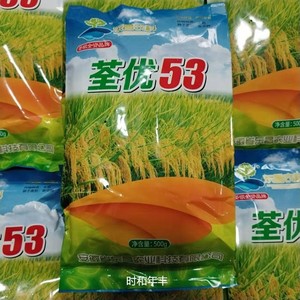荃优53水稻种子稳产高产杂交稻籽抗倒伏长粒香米种籽优质稻谷种子