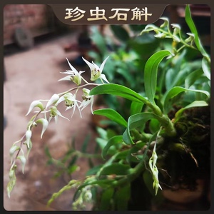 珍虫石斛花