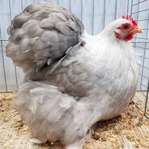 纯种观赏鸡薰衣草科钦球鸡白色科钦球鸡小鸡宠物鸡