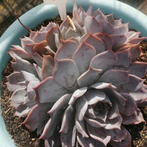 多肉一物一e植拍绿植盘非常容易盆栽拼无d物露西娜自然老桩砍头群