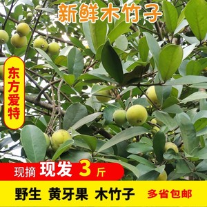 木竹子黄牙果野生