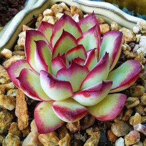 新款多肉植头墨西哥灵影群生多物老桩办公室室内阳台桌植绿面园.