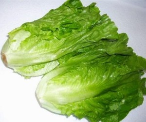 深圳农场 直销新鲜意大利生菜唐生菜农场直销 顺丰包邮 500g