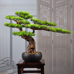 松柏盆景迎客松