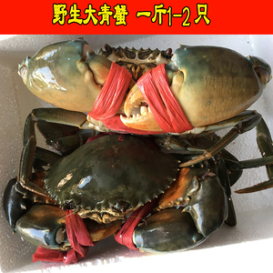 鲜活大青蟹(1斤1-2只)海蟹肉蟹红鲟鲜活红膏蟹野生（满2斤包邮）
