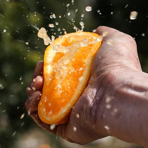 正宗四川金堂脐橙10斤新鲜橙子皮薄爆汁现摘现发孕妇当季水果手剥