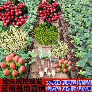 火龙珠花