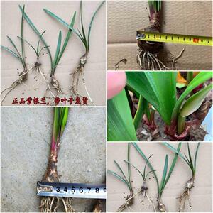 花卉盆栽紫根兰