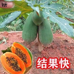 水果木瓜苗树矮化红心香甜四季南方北方种植盆栽阳台当年结果带土