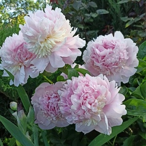 优杰瑞旗舰店天猫重瓣芍药花苗带芽大根块四季开花多年生花卉庭院