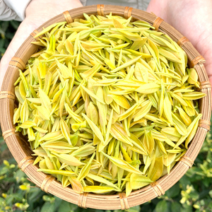 安吉白茶黄金芽黄金叶