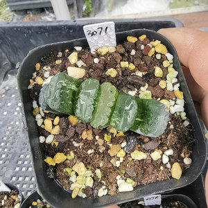 3071号北斋玉扇锦4.5cm一物一拍带盆发货收到就是图上这颗