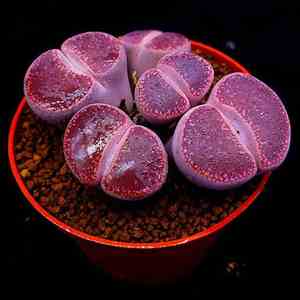 多肉植物生石花酒红日轮屁股花pp花石生花