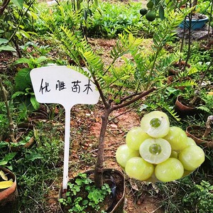 油柑果苗 嫁接牛甘子余甘果甜油甘耐寒冷盆栽地栽新品种当年结果