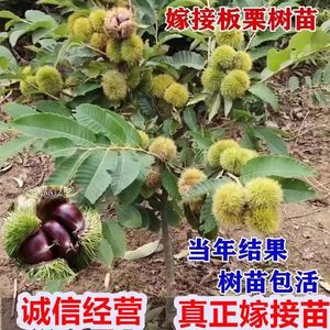 板栗苗树嫁接地栽南方北方种植大红袍当年结果特大板栗树果树果苗