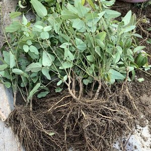 500人付款淘宝八月瓜苗二年苗八月炸盆栽树苗果苗九月黄野香蕉藤类