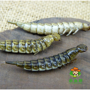 水蝦虫水夹虫金边龙虱幼虫新鲜冷冻板虫食用昆虫包邮