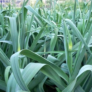 寒蒜薹蒜川蒜早熟出苔蒜苔种子大蒜头种子硬叶蒜蒜苗种子