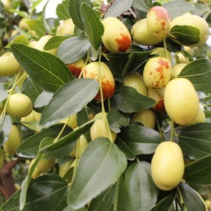 嫁接枣树苗 金丝小枣苗 金丝蜜枣苗 南方北方种植果树苗当年结果