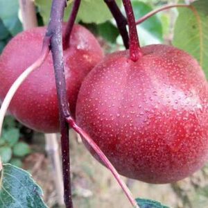 新品种早酥红梨树苗奥红一号全红梨苗果树苗南方i北方种植果树果