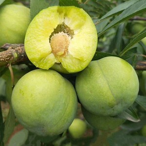 沿河沙子空心李苗 嫁接李子树苗 脱骨李树苗 当年结嫁接当年结果