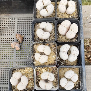 生石花超大母本大白,室内控养,5cm