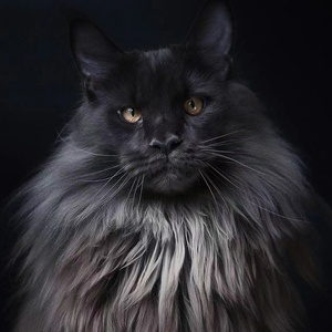 缅因猫幼猫巨型