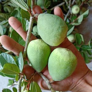新鲜霹雳果木莲豆腐籽凉粉果爱玉籽手搓冰粉果石木瓜深山野生现摘