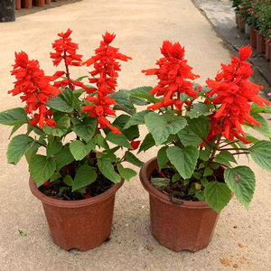 一串红花苗盆栽串串红室外阳台庭院道路绿化耐晒耐热花卉四季开花