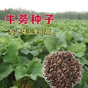 四季播种牛蒡子种籽野生大力子阳台盆栽药材蔬菜种子