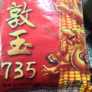 饲料玉米种子敦玉735大田青储苞米种籽不包衣大棒春夏季高产