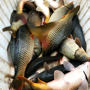 淡水鲤鱼代水放鲤鱼生水活鱼乌龟小红鲤鱼