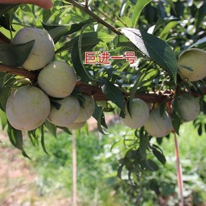 嫁接新品种巨进一号李子t树苗南北方种植地栽盆栽庭果树苗果苗