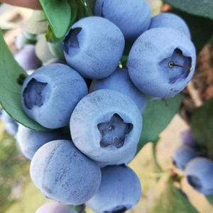 嫁接蓝莓苗绿宝石新品种特大盆栽地栽南北方种植果v树当果树苗果