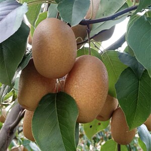 嫁接金珠果冬梨树苗嫁接庭果树苗盆栽地栽苗南方北方种植当果树苗