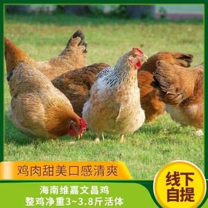00134人付款天猫海南正宗土鸡文昌鸡整鸡新鲜生鲜白切母鸡农家散养走