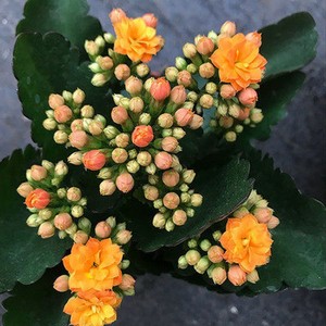 七彩宫灯长寿花苗