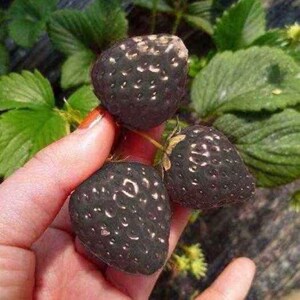 黑巴克草莓苗新品种黑盆栽地栽大面积种植南北方适应抗寒白草莓苗