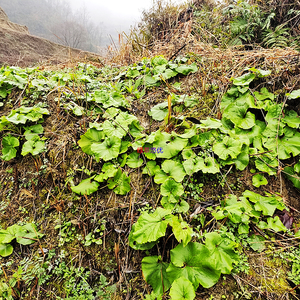 新鲜蛇头草水钟流头蜂斗菜花苞野南瓜根绿植花卉植物庭院盆栽苗