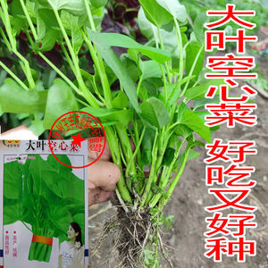 苗子菜苗老杆育苗老品种藤藤菜苗传统农家留种非柳叶空心菜59人付款6