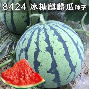 早佳8424西瓜种籽麒麟瓜种子麒麟种籽高产巨大少籽水果西瓜子盆栽