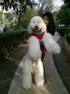 巨型贵宾犬巨贵犬幼犬纯种巨型泰迪白色香槟色红棕色灰色黑色巨贵
