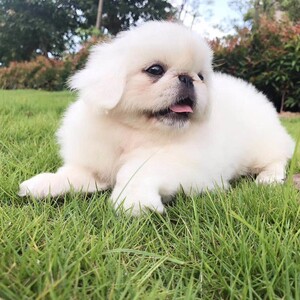 纯种京巴幼犬活体小型犬哈巴狗狮子狗北京犬白色比熊家养宠物狗狗