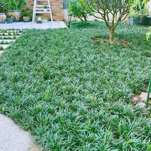 日本矮麦冬草玉龙草耐寒别墅庭院四季常绿化植物中叶细叶麦冬草苗