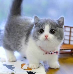 免费无偿领养猫咪英短蓝白幼猫英短蓝猫宠物小猫咪动物活的布偶猫