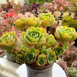 懿卉园艺昆明多肉植物基地精品柠檬玫瑰进口贵货群生植物大株老桩